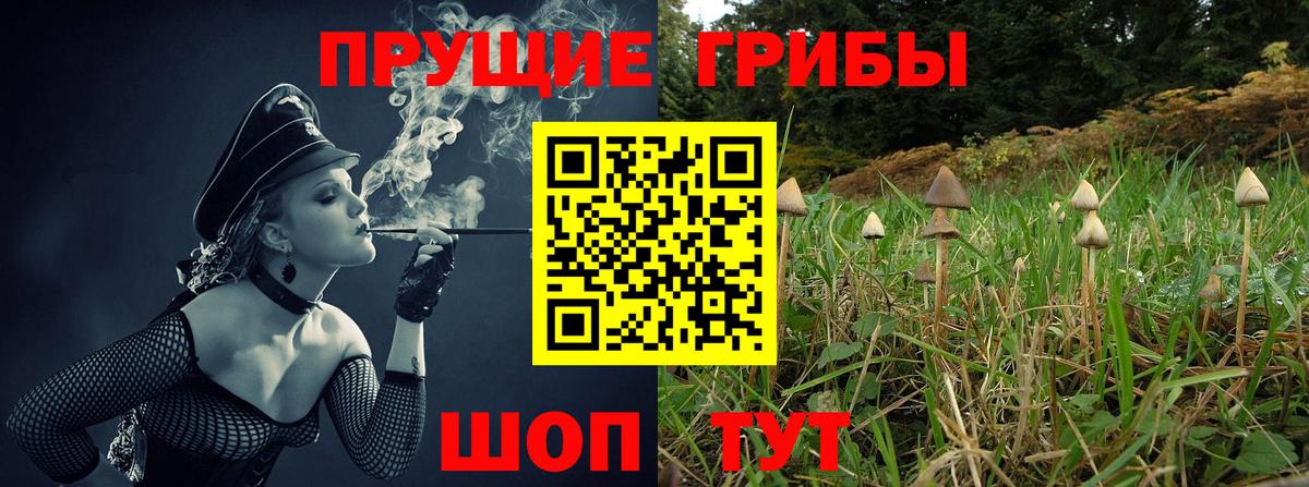 Псилоцибиновые грибы Psilocybe Домодедово